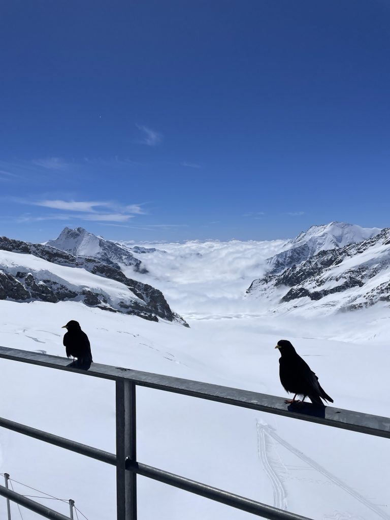 The installation was supervised by very attentive birds